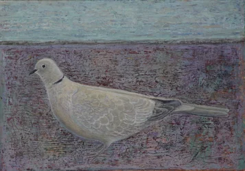 Jestem gołębiem z obrożą